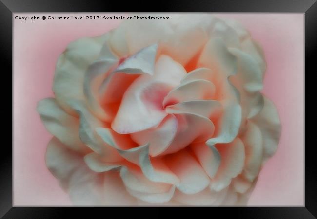 Silk Blush Framed Print by Christine Lake