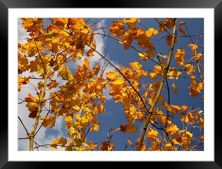 Autumn Leaves Framed Mounted Print by Will Black