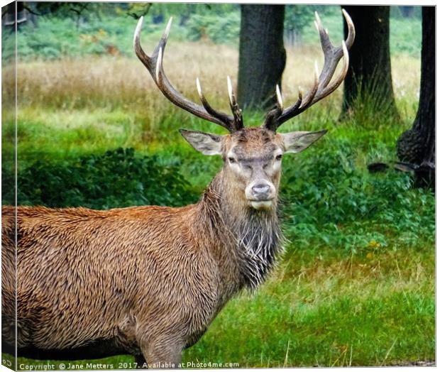      A Stag in the Woods                       Canvas Print by Jane Metters
