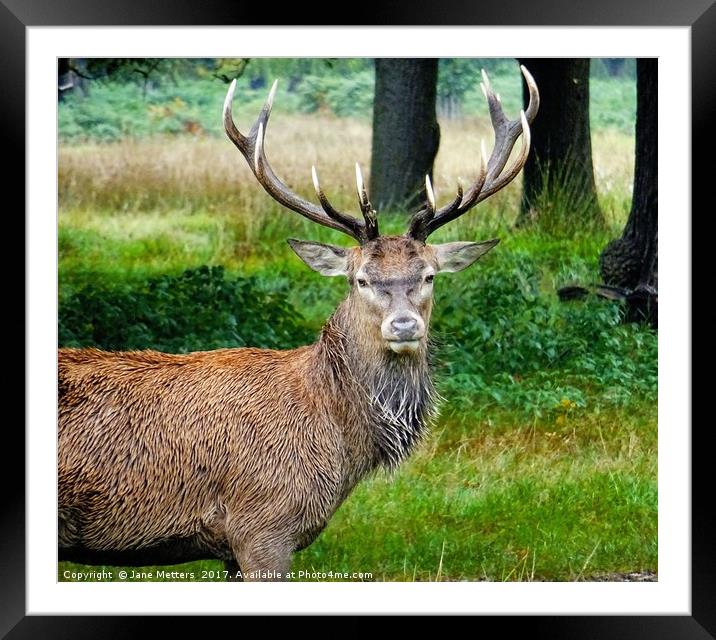      A Stag in the Woods                       Framed Mounted Print by Jane Metters