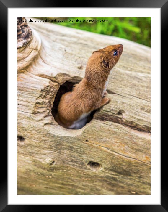 Mr. Weasel. Framed Mounted Print by Angela Aird