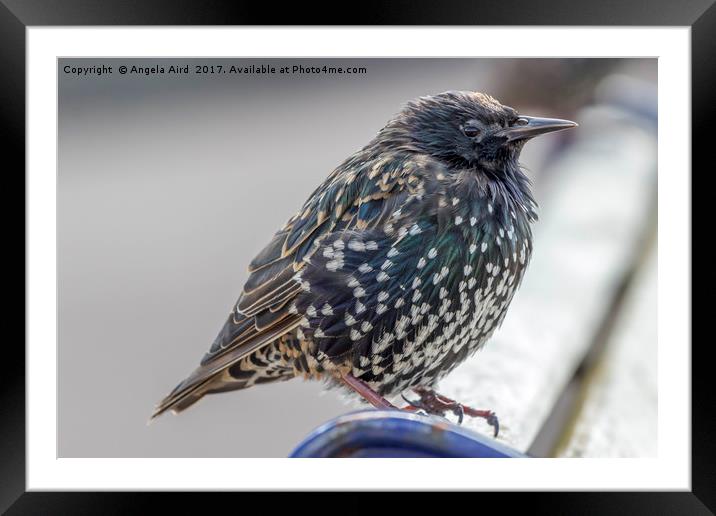 Starling. Framed Mounted Print by Angela Aird