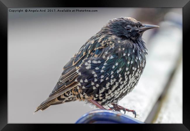 Starling. Framed Print by Angela Aird
