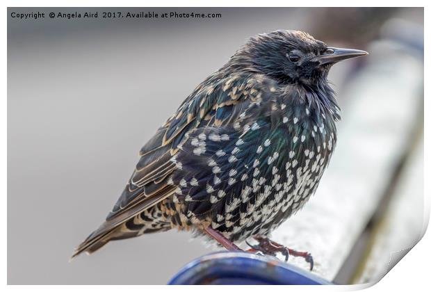 Starling. Print by Angela Aird