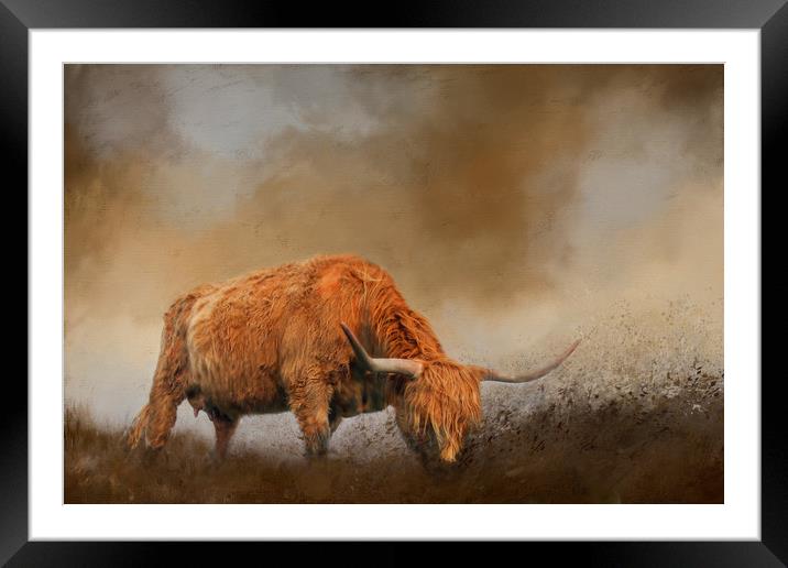 Highland Cattle from Low Point of View Framed Mounted Print by Chantal Cooper