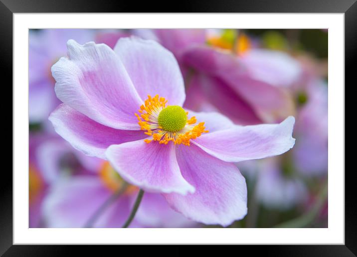 Soft Bloom Framed Mounted Print by David Hare
