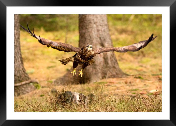 Common Buzzard Framed Mounted Print by David Hare