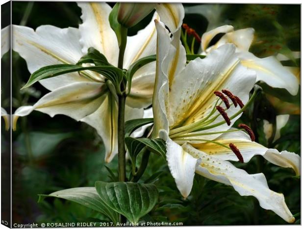 "White Lily duo" Canvas Print by ROS RIDLEY