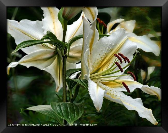 "White Lily duo" Framed Print by ROS RIDLEY