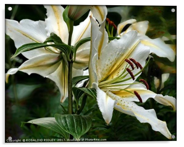 "White Lily duo" Acrylic by ROS RIDLEY