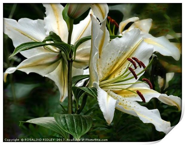 "White Lily duo" Print by ROS RIDLEY