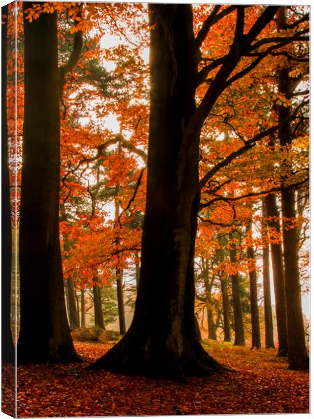Down in the Autumnal Woods  Canvas Print by Chantal Cooper