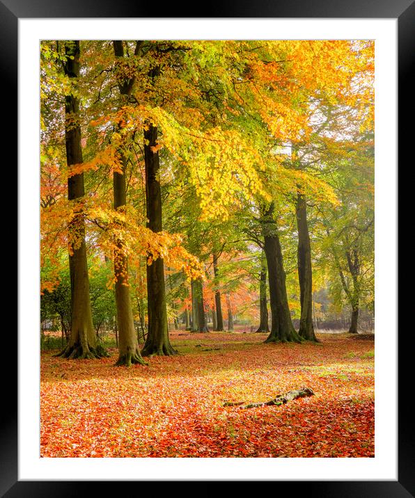 Autumn in the Woods Framed Mounted Print by Chantal Cooper