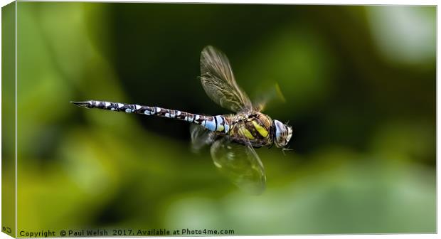 Male Southern Hawker Dragonfly Canvas Print by Paul Welsh