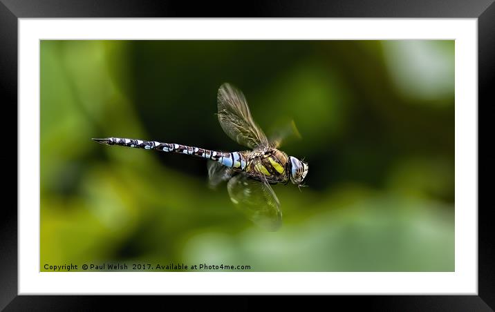 Male Southern Hawker Dragonfly Framed Mounted Print by Paul Welsh