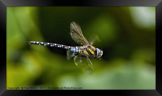 Male Southern Hawker Dragonfly Framed Print by Paul Welsh