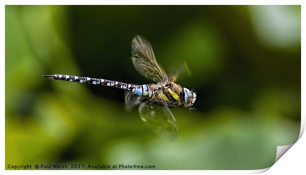 Male Southern Hawker Dragonfly Print by Paul Welsh