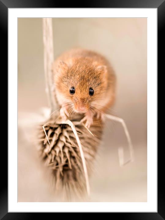 Harvest Mouse on Thistle Framed Mounted Print by Chantal Cooper