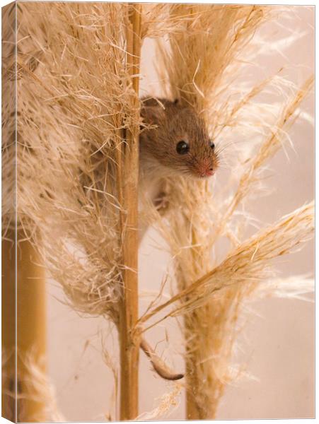 Harvest Mouse on Grass Canvas Print by Chantal Cooper