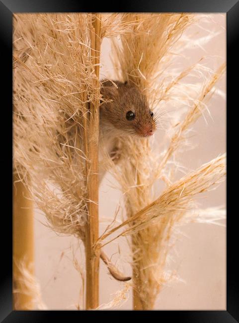 Harvest Mouse on Grass Framed Print by Chantal Cooper