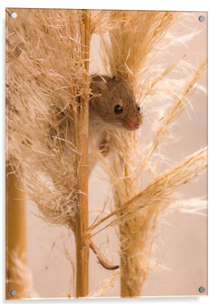 Harvest Mouse on Grass Acrylic by Chantal Cooper