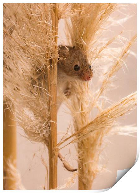 Harvest Mouse on Grass Print by Chantal Cooper