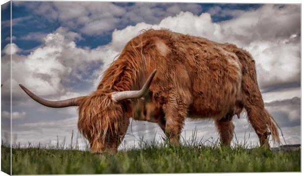 Highland Cattle from Low Point of View Canvas Print by Chantal Cooper