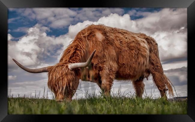 Highland Cattle from Low Point of View Framed Print by Chantal Cooper