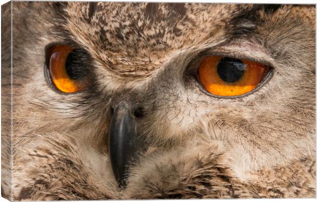 Owl Close up Canvas Print by Chantal Cooper