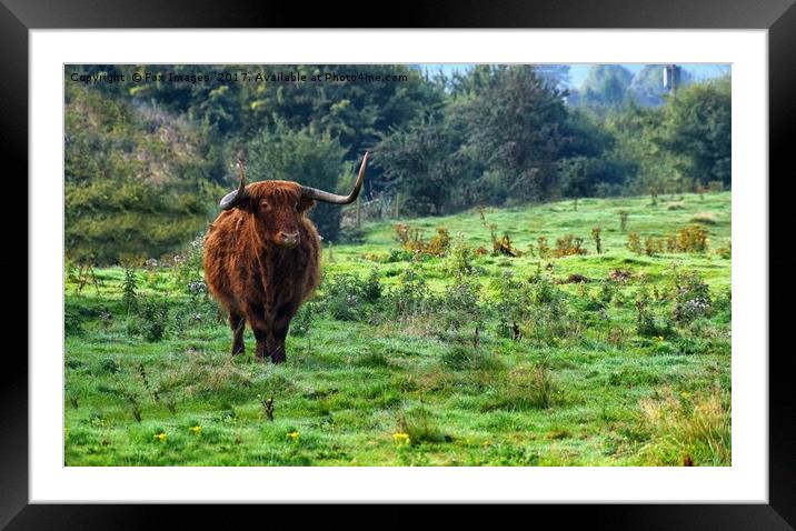 Highland cattle Framed Mounted Print by Derrick Fox Lomax