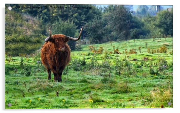 Highland cattle Acrylic by Derrick Fox Lomax