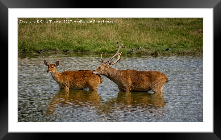 Cooling Off Framed Mounted Print by Chris Thaxter