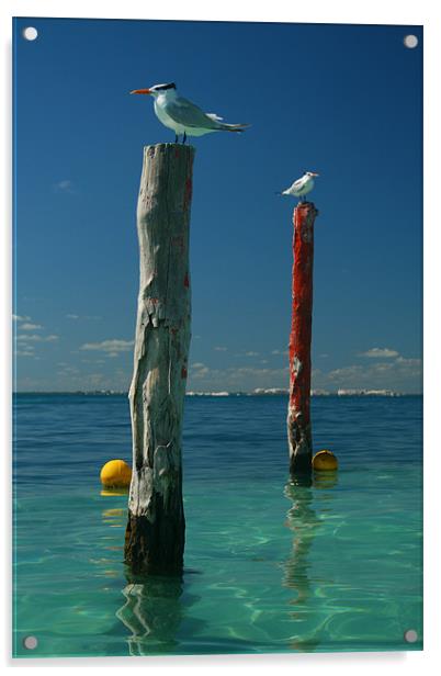 Seagulls In The Sun Acrylic by Neil Gavin
