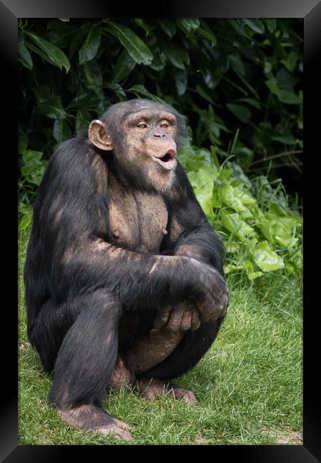Chimpanzee                     Framed Print by chris smith