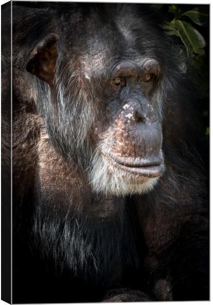 Chimpanzee  Canvas Print by chris smith