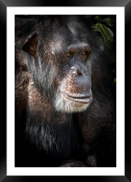 Chimpanzee  Framed Mounted Print by chris smith