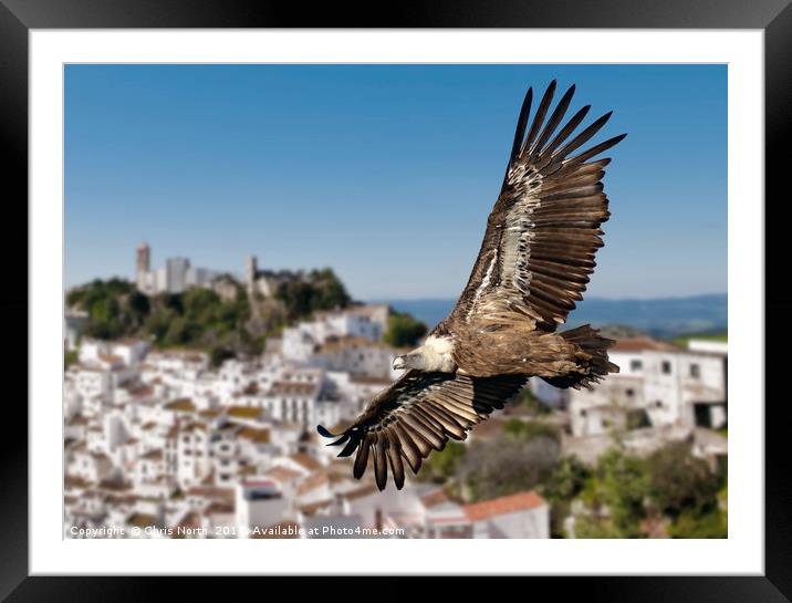 Gryphon vulture over Casares village. Framed Mounted Print by Chris North