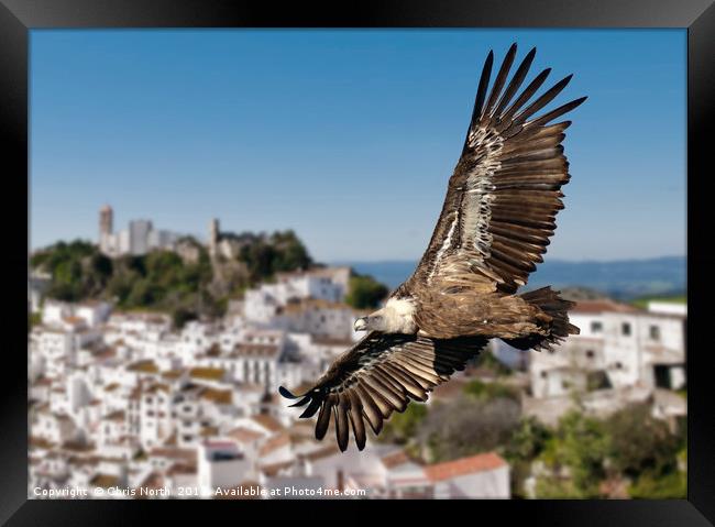 Gryphon vulture over Casares village. Framed Print by Chris North