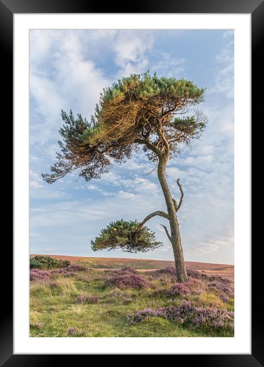 Lonesome Pine Framed Mounted Print by Dave Rowlatt