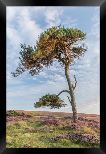 Lonesome Pine Framed Print by Dave Rowlatt