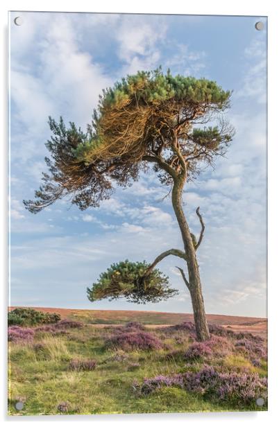 Lonesome Pine Acrylic by Dave Rowlatt