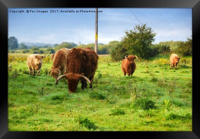Highland cattle Framed Print by Derrick Fox Lomax