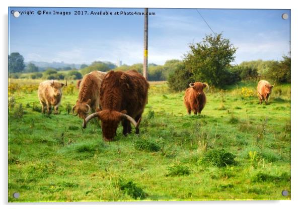 Highland cattle Acrylic by Derrick Fox Lomax