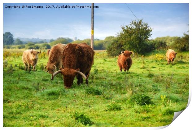 Highland cattle Print by Derrick Fox Lomax