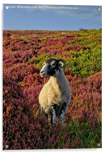 Yorkshire Moorland Sheep in Heather Acrylic by Martyn Arnold