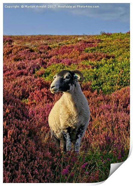 Yorkshire Moorland Sheep in Heather Print by Martyn Arnold