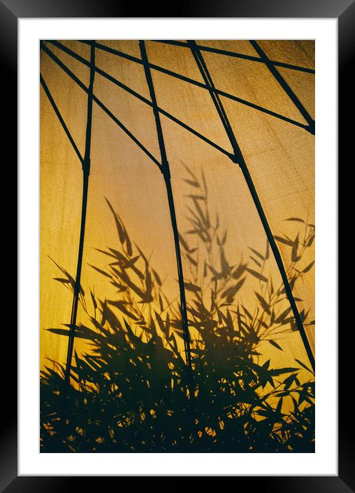 Bamboo Shadows Framed Mounted Print by Simon J Beer
