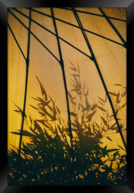 Bamboo Shadows Framed Print by Simon J Beer