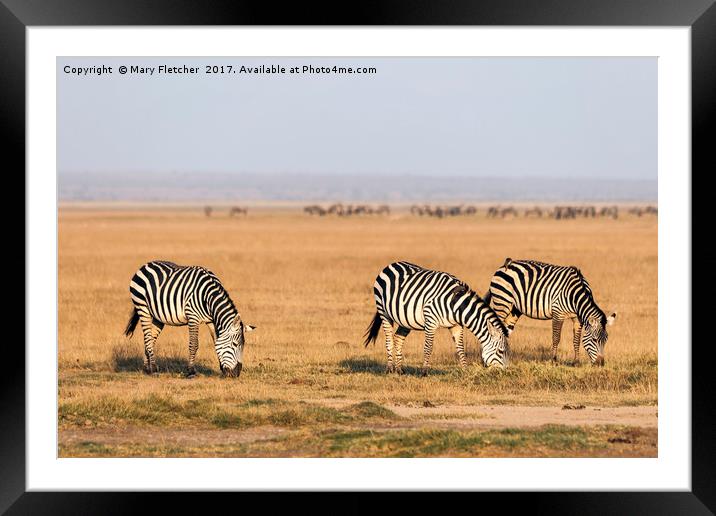 Zebras Framed Mounted Print by Mary Fletcher