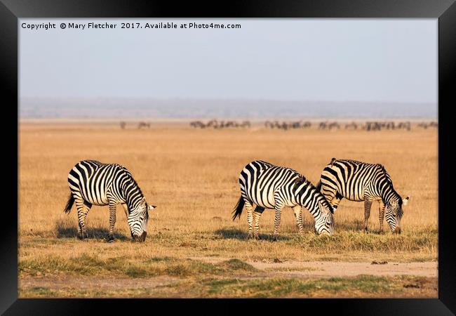 Zebras Framed Print by Mary Fletcher